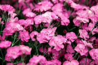 Dianthus 'Whatfield Joy' - Dwarf Pink