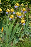Iris germanica 'Swedish Modern'