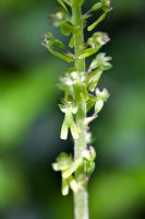 Common Twayblade - Listera ovata
