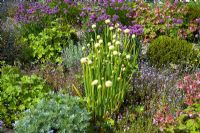 White flowering alliums grow amongst flower beds at cherry hill cottage