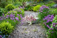 Cut flowers of Aquilegia in a white wooden trug on a gravel path bordered by chives in flower in the garden of Cherry Hill