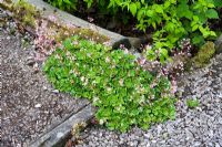 Saxifraga flowering in gravel path