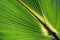 Sabal bermudana - Bermuda Palmetto. Bibby tree leaf