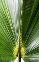Sabal bermudana - Bermuda Palmetto. Bibby tree leaf
