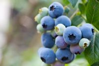 Vaccinium corymbosum - Blueberry 'Bluecrop'  