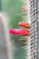 Cleistocactus parviflorus - Flowering Cactus