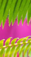 Dioon Spinulosum - Giant Dioon or Gum palm leaf abstract