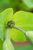 Euphorbia lathyris - Caper Spurge