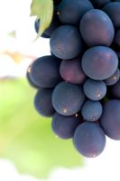 Grape Nero d'Avola - Sicily Grape Varietiy