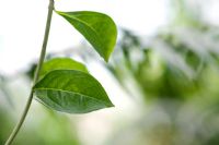 Lawsonia Inermis - Henna leaves / Mignonette tree