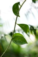 Lawsonia Inermis - Henna leaves / Mignonette tree