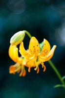 Lilium Hansonii lily  - Hansons Lily . Yellow Martagon Lily