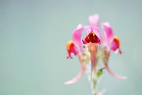 Linaria triornithophora -  Toadflax flower