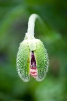 Papaver orientale 'Carneum' - Oriental poppy emerging from bud 