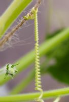 Trichosanthes cucumerina - Snake gourd tendril