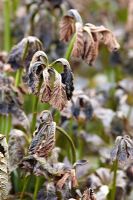 Rodgersia sambucifolia - frost damage in Spring
