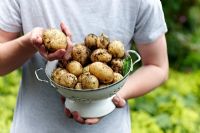 Young person holding freshly harvested potatoes, variety 'Swift'