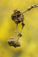 Forsythia gall. Woody growths on forsythia stems with flowers in background.
