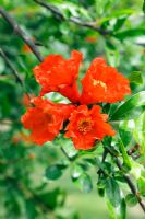 Punica granatum - Pomegranate tree in flower  