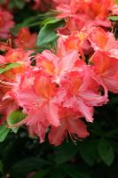 Rhododendron 'Venetia' 
