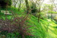 Elevated path to the woodland garden through grass studded with violets and bluebells. Chiffchaffs, nr Bourton, Dorset, UK