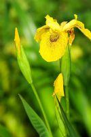 Iris pseudacorus 'Roy Davidson', AGM. Hidden Valley Nursery, Old South Heale, High Bickington, north Devon, UK