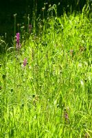 Long grasses in the orchard contain masses of Fritillaria meleagris seedpods and purple Orchids. Hidden Valley Nursery, Old South Heale, High Bickington, north Devon, UK