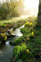 Early morning sun illuminates the stream that links a sequence of large ponds, edged with moisture loving plants including Astilbes, Ligularias and Lysichiton americanus. Marwood Hill Gardens, Barnstaple, Devon, UK