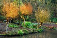 Pollarded Salix - Willows illuminated by early morning sun at the head of a sequence of descending ponds and small lakes. Marwood Hill Gardens, Barnstaple, Devon, UK