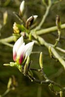 Magnolia x soulangeana 'Brozzonii' AGM. Marwood Hill Gardens, Barnstaple, Devon, UK