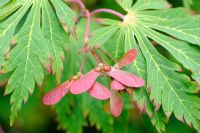 Acer japonica, leaves and keys, Norfolk, England, June