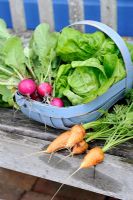 Early summer salad crops from small garden in wooden trug - Carrot, Radish, 'Amethyst' and Lettuce 'Little Gem', Norfolk, England, June 
