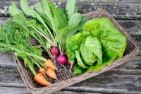 Small basket of early summer salad crops from small garden, including Carrot, Radish, 'Amethyst' and Lettuce 'Little Gem', Norfolk, England, June 
 