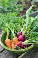 Small bowl of home grown Carrots and Radishes, Norfolk, England, June