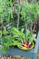 Small raised bed with garden Peas and a bowl of home grown Carrots and Radishes, Norfolk, England, June