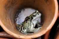 Beneficial garden wildlife - Rana temporaria - Common Frog, hunting for insects from flower pot under greehouse staging, UK, June
