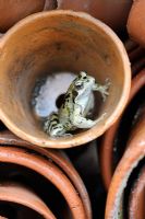 Beneficial garden wildlife - Rana temporaria - Common Frog, hunting for insects from flower pot under greehouse staging, UK, June
