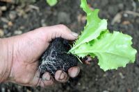 Gardeners Hand holding young Lactuca - Lettuce 'Webbs Wonderful' - cell grown showing healthly root system, Norfolk, England, June