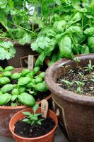 Ocimum basilicum - Basil, and Coriandrum sativum - Coriander in pots at various stages of growth, Norfolk, Engalnd, June
