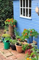 Garden shed with assortment of containers and pots with herbs, salad crops and Tropaeolum - Nasturtiums, Norfolk, England, June