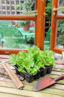 Tray of Lettuce 'Webbs Wonderful' seedlings on conservatory window, Norfolk, England, June