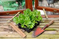 Tray of Lettuce 'Webbs Wonderful' seedlings on conservatory window, Norfolk, England, June
