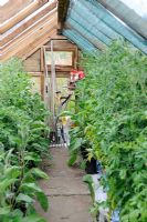 Interior veiw of greenhouse with Tomato plants under greenhouse shading and garden tools, Norfolk, England, July