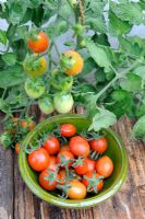 Small dish of greenhouse Tomato 'Harlequin', Norfolk, England, July