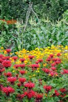 Mixed flower and vegetable garden, with Monarda, Marigolds and Zea mays - Sweet Corn, Norfolk, England, July