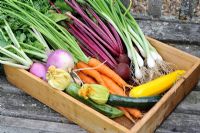 Small wooden tray of vegetables, white Turnip, Carrot, Beetroot, Courgette and Spring Onion, Norfolk, England, July