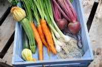 Small wooden tray of vegetables - Carrot, Beetroot, Courgette and Spring Onion, Norfolk, England, July