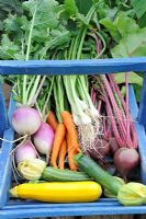 Blue wooden trug of vegetables - White Turnip, Carrot, Beetroot, Courgette and Spring Onion, Norfolk, England, July
