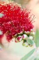 Callistemon viminalis 'Little John' -  Weeping Bottlebrush tree in flower