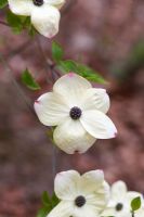 Cornus Ascona - Pacific dogwood flower